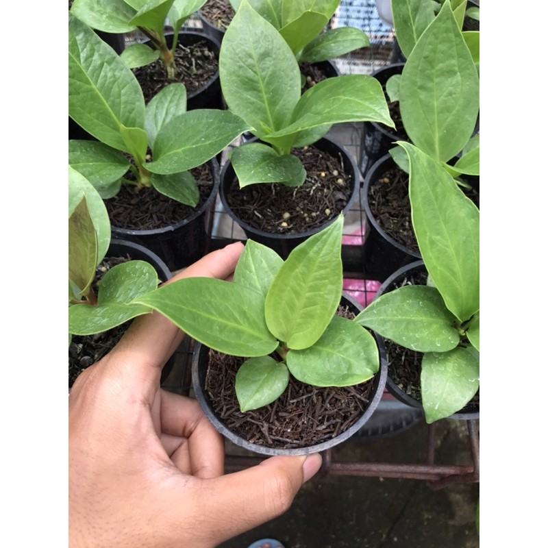 Jemani Anakan Cobra Batik