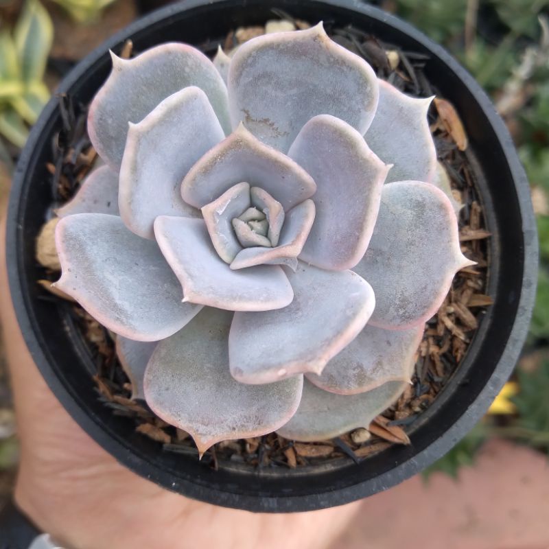 Sukulen Echeveria Lilacina