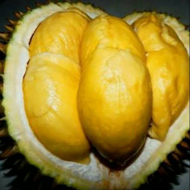

Bibit Durian Matahari