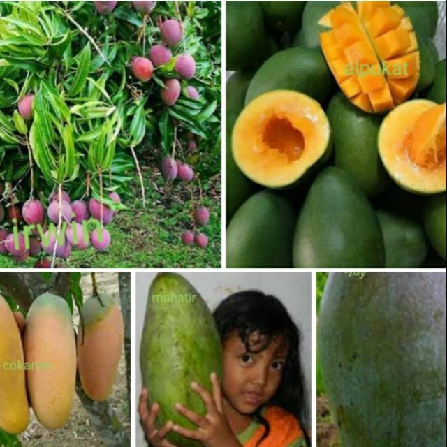 Paket 5bibit mangga import