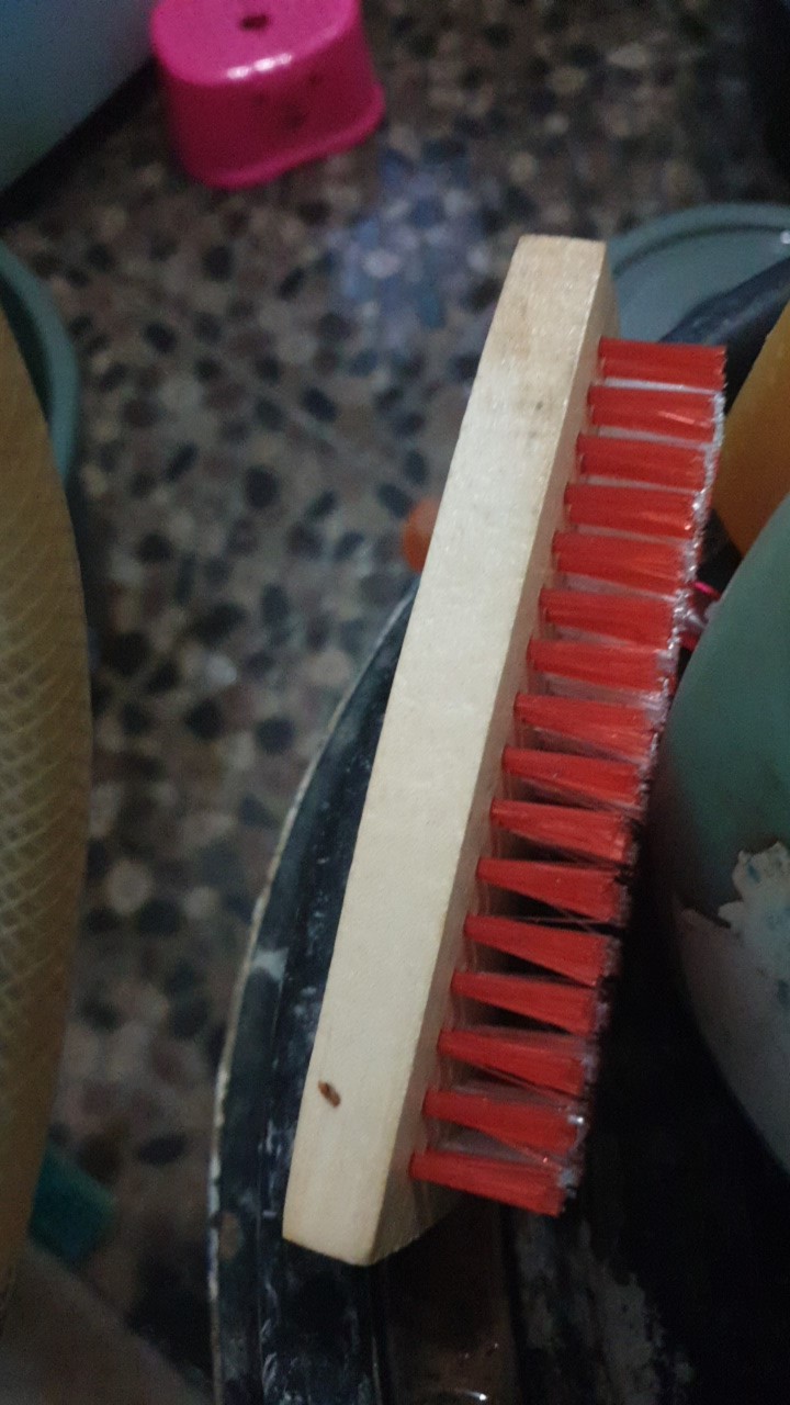 Sikat Kayu Warna Besar 818 Jumbo 14cm - Serbaguna Cuci Baju Karpet Lantai Motor Mobil Dll