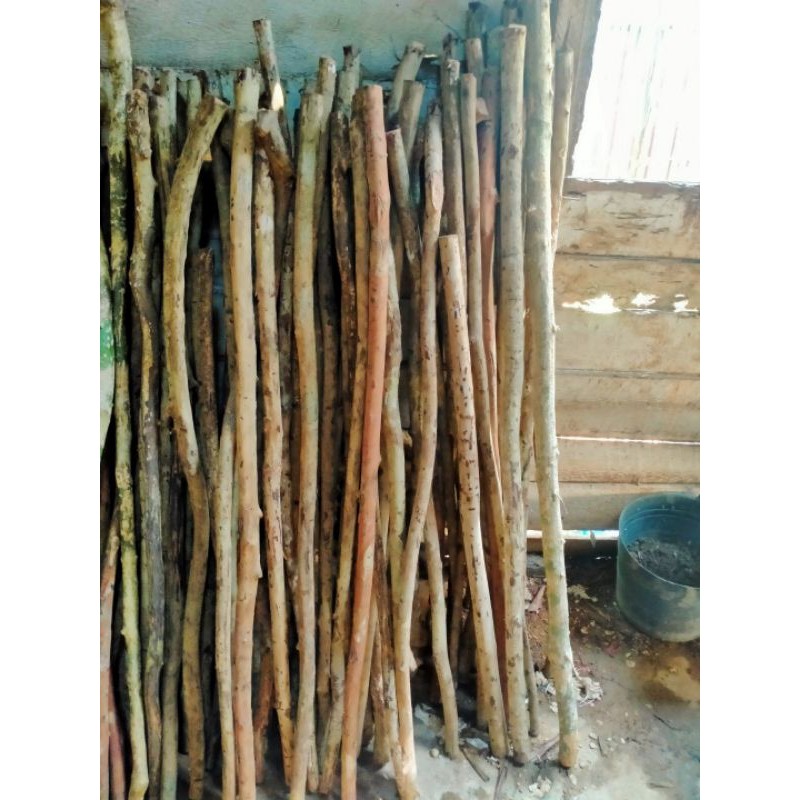 Kayu palawan merah pembungkas ilmu kebal jenis apapun