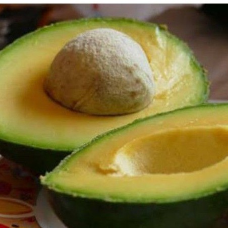 Bibit Alpukat Jumbo Kendil