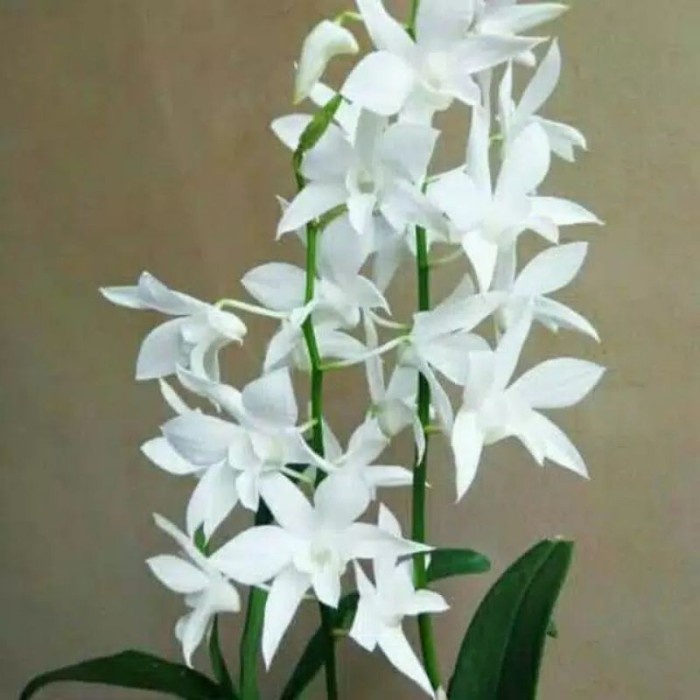 anggrek dendrobium White grace - tanaman hias Angrek dewasa tanaman hias termurah