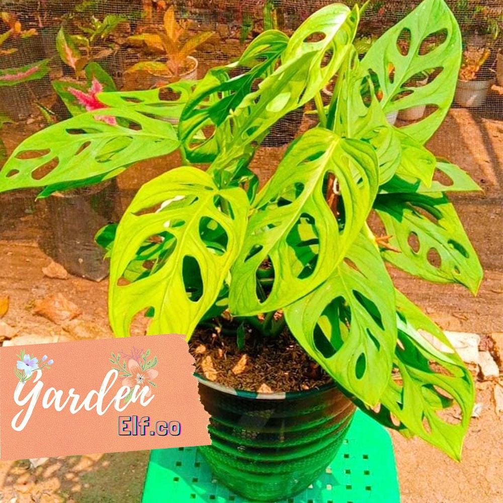 Tanaman Janda Bolong Acuminata Janda Bolong / Monstera Acuminata Murah Berkualitas