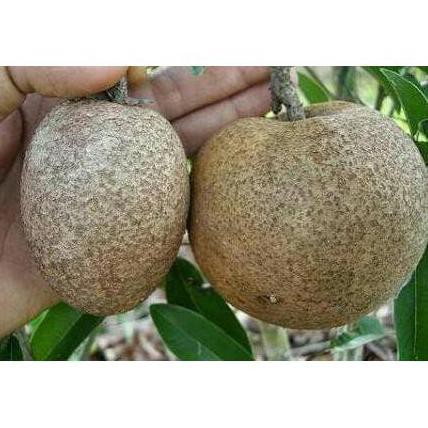 %%##%% Bibit Tanaman Buah Sawo Malaysia Jumbo Ciku Mega Laris Murah