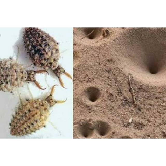 

[Fresh] Undur undur 20 ekor pengobatan herbal murah