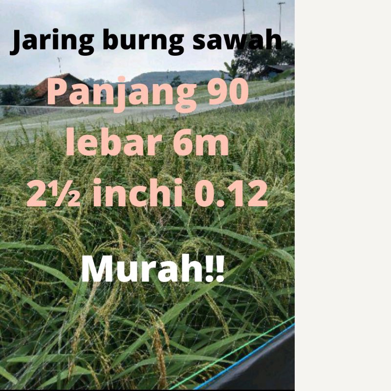 JARING BURUNG JARING PADI JARING EMPRIT JARING SAWAH 6x 90 METER JEBAKAN PERANGKAP BURUNG JARING