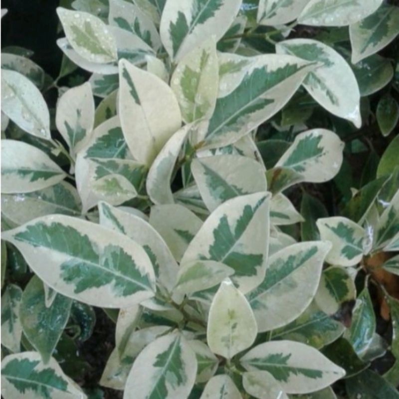 tanaman hias beringin varigata putih tanaman beringin putih varigata cantik/bibit tanaman beringin p