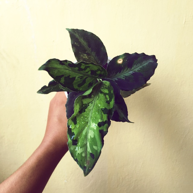 pictum tricoloour