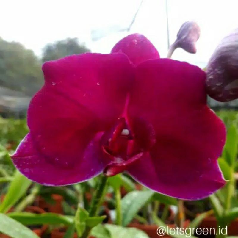 anggrek dendrobium dewasa-spike