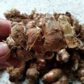 

Kencur 500gr