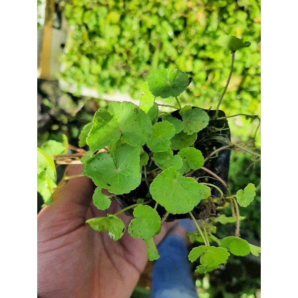 Bibit Pegagan Air, Tanaman Pegagan Air