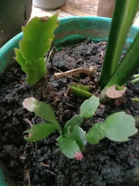 Kaktus Kepiting/ Wijaya Kusuma Kepiting/ Crab Kaktus