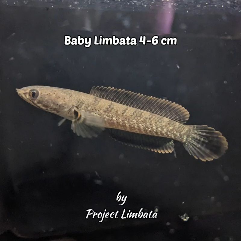 Baby Limbata Progres Project Limbata