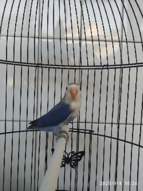 Grendel Ucp /slot Pintu 2