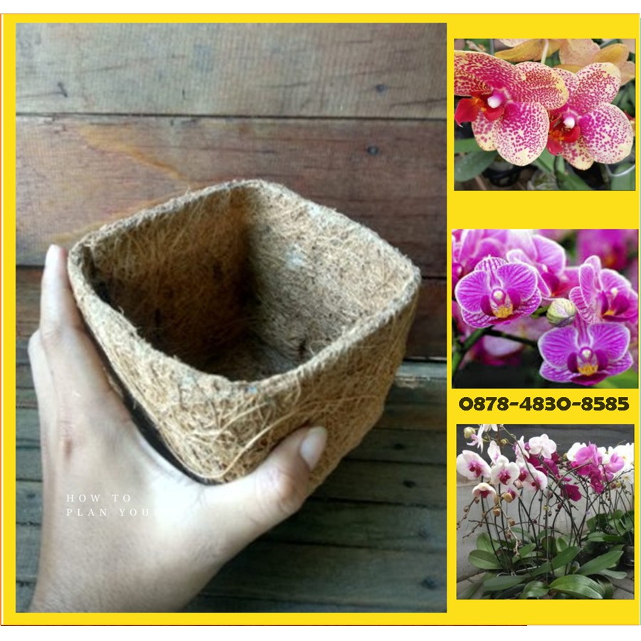 Pot sabut kelapa kotak untuk anggrek bulan