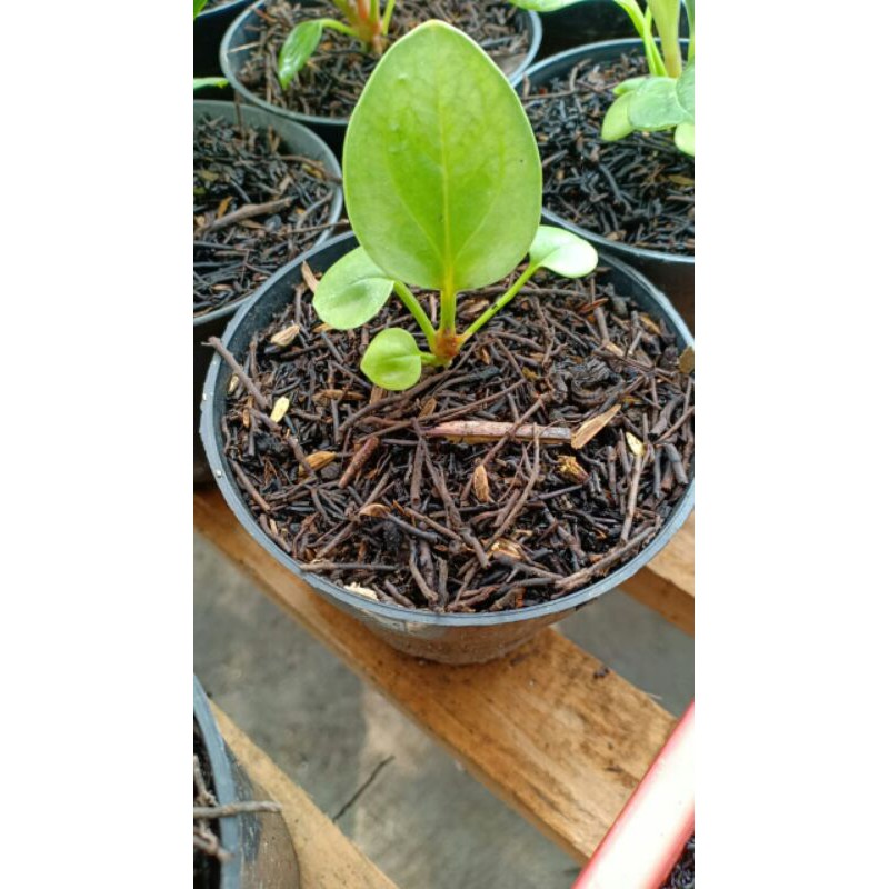 Anthurium Jenmani Kobra Batik