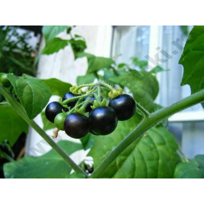 benih leunca/benih ranti