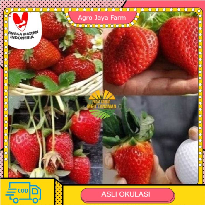 Bibit strawberry jumbo
