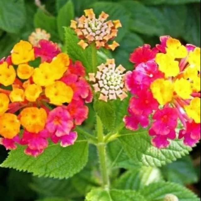 

Jual daun camara atau lantana atau juga tembelekan fresh