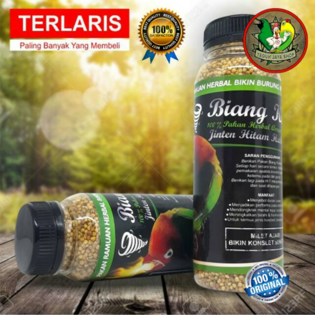 Biang konslet pakan burung Lovebird konslet seketika