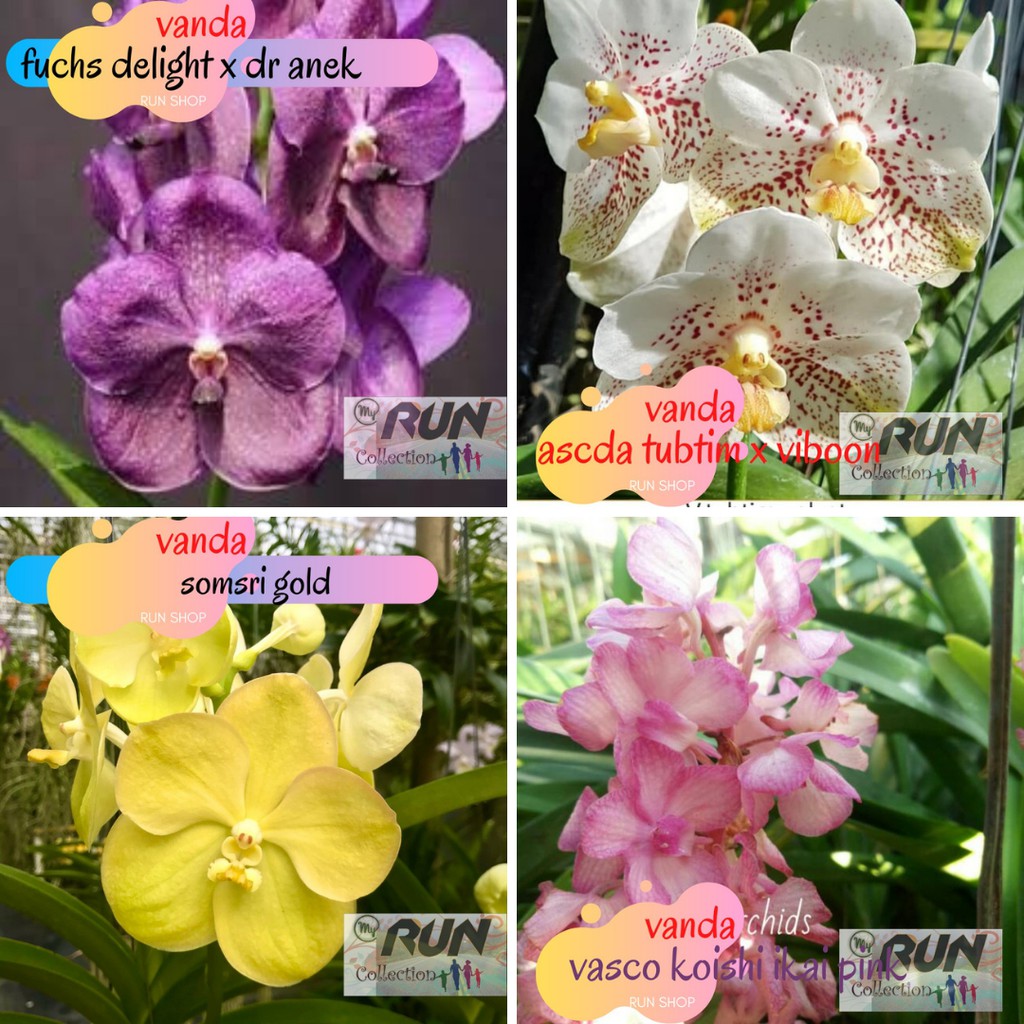 Anggrek Vanda Dewasa Siap Bunga Dan Pasca Bunga