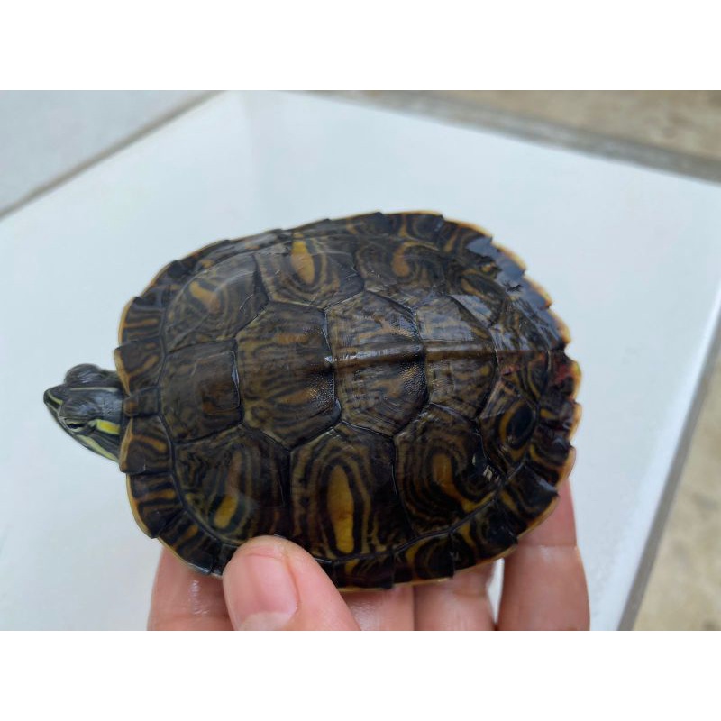 kura kura yellow belly