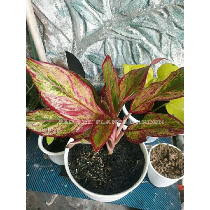 Tanaman Hias Aglonema Siam Aurora Merah Pink