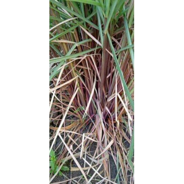 

sereh merah segar 1kg