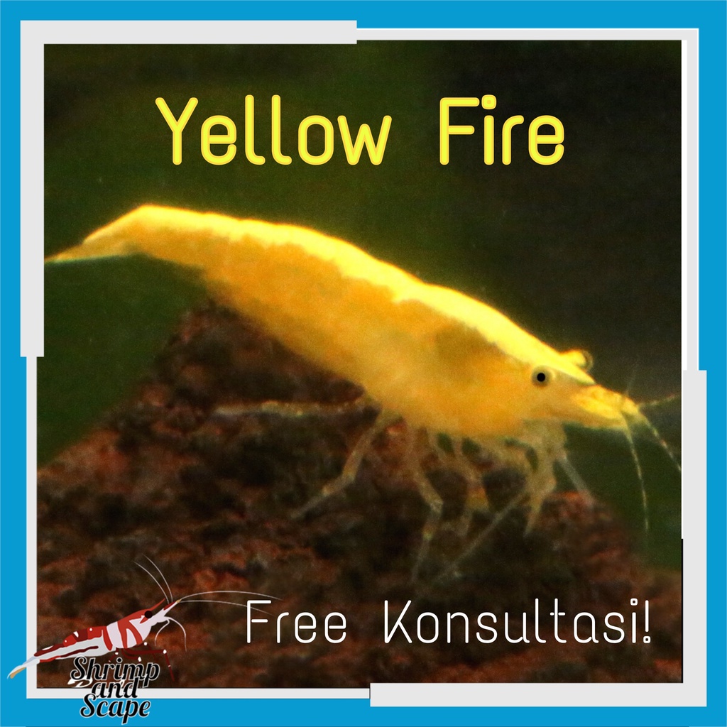 Yellow Fire Shrimp Udang Hias Aquascape / Neo Caridina yelow kuning