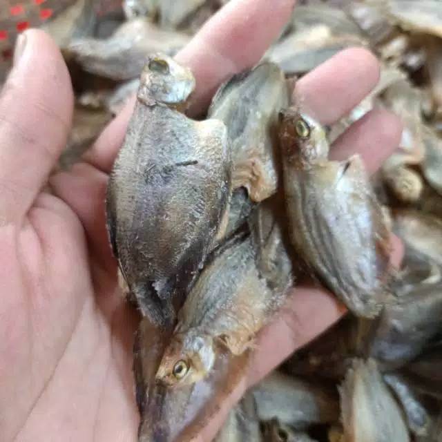 

Ikan sepat kecil (250gram)