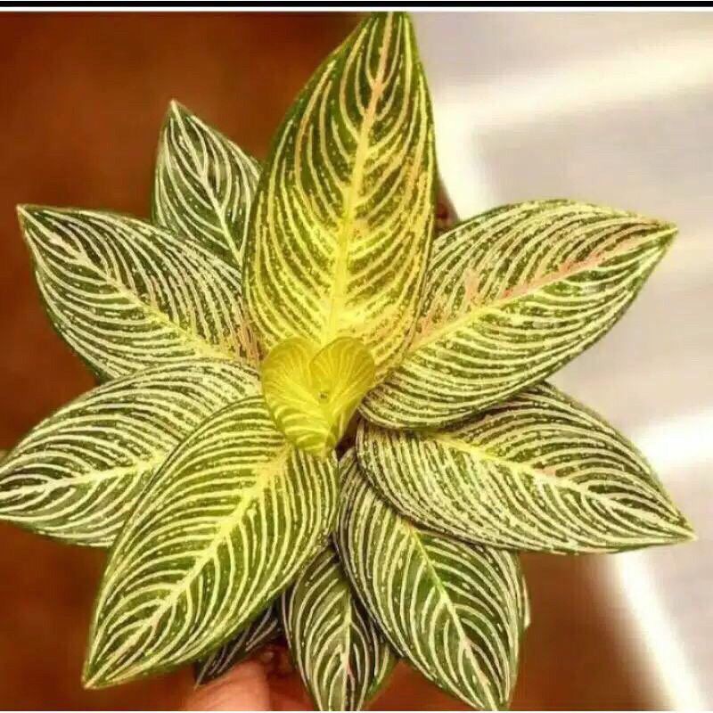 Bonggol Aglonema GoldenHope