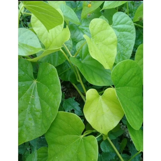 

daun brotowali/patrawali segar pres 35 lembar