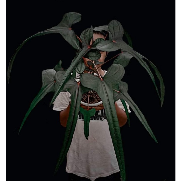 Abelmoschut Manihot Cendrawasih Papua