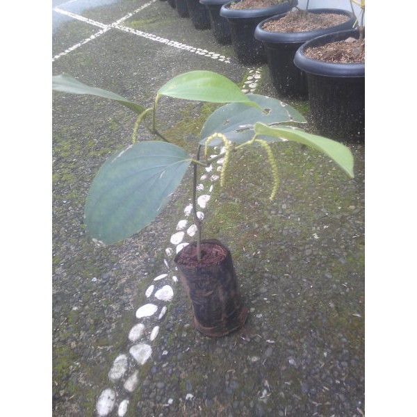 

20 Bibit Lada Perdu(free ongkir)