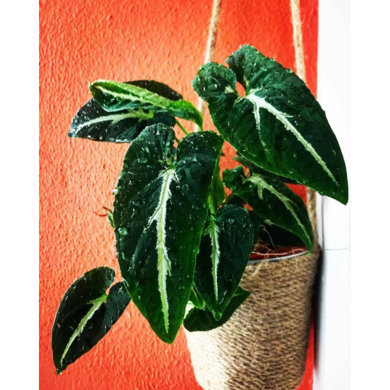 Tanaman hias sygonium Wandlandy - sygonium wandlandi