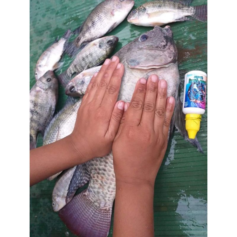 ESEN GEDIBAL FISHING MANCING NILA