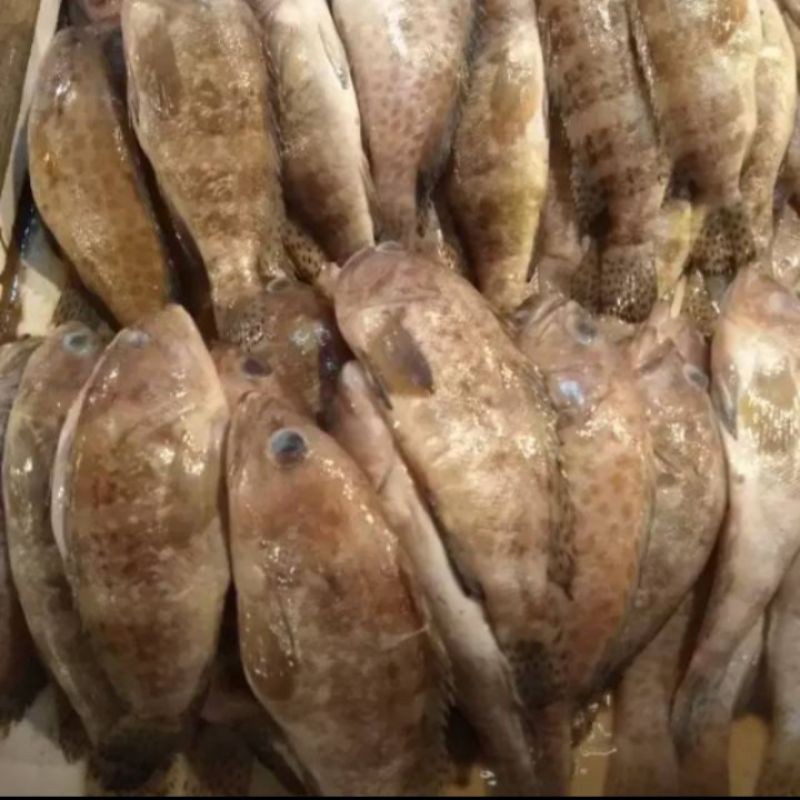 

jual ikan kerapu segar per 500 gram