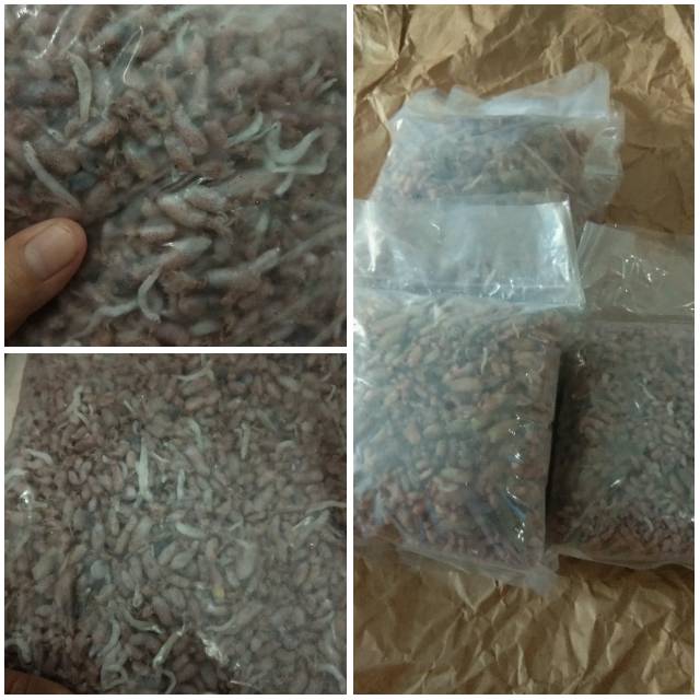 

baby cumi asli medan
