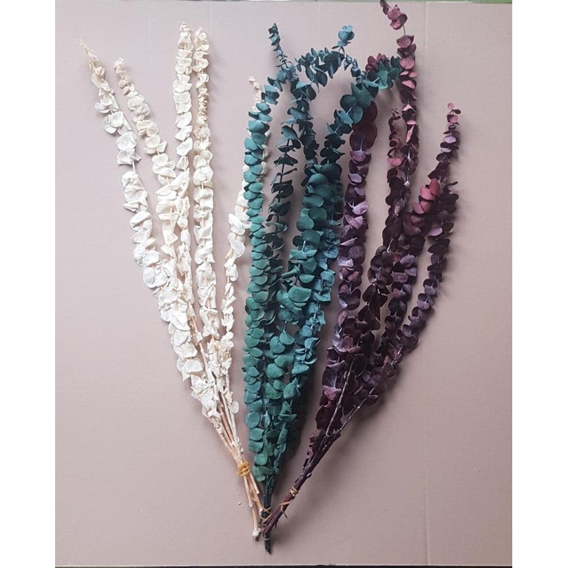 Preserved Daun Eucalyptus Kayu Putih Cinerea Per Pack