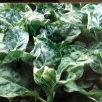 BENIH KAILAN SAKURA F1 HIBRIDA