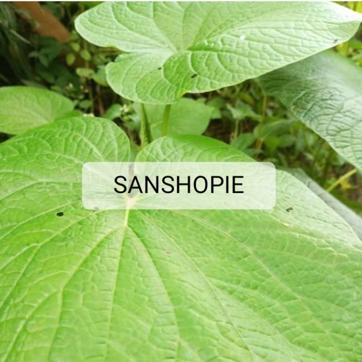 

Daun gedebong segar petik langsung paket 1 kg