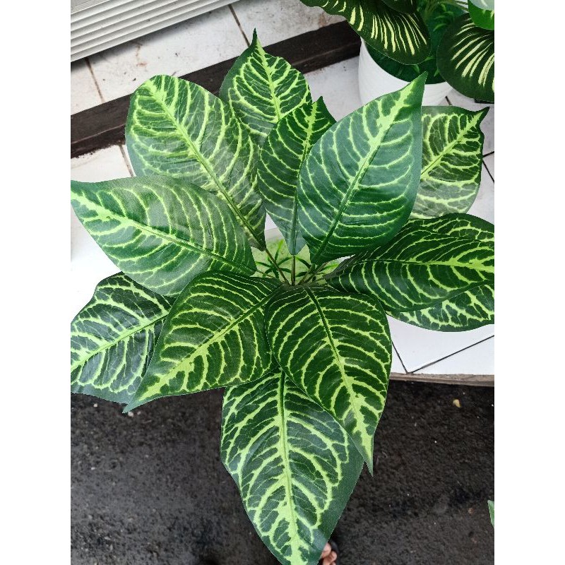 

bunga daun zebra lucu terbaru