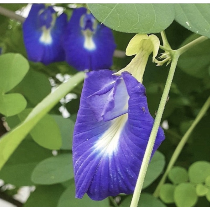 Tanaman Herbal Bunga Telang/Bibit Bunga Telang Biru