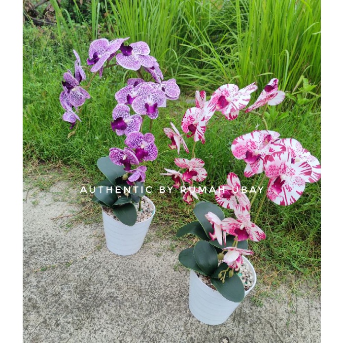 ANGGREK BULAN LATEX JUMBO 11 VARIAN