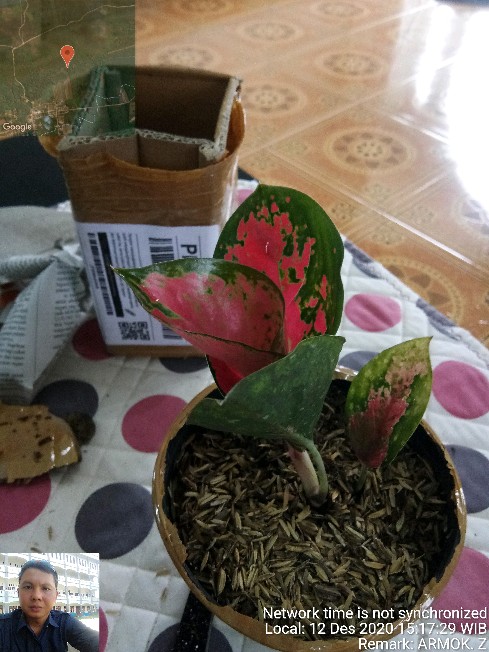 Aglonema Suksom Jaipong Anakan