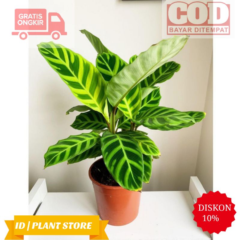 Tanaman hias calathea zebrina-tanaman indoor-bunga hidup-tanaman hias hidup