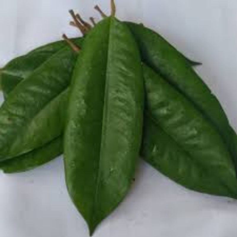 

daun durian herbal