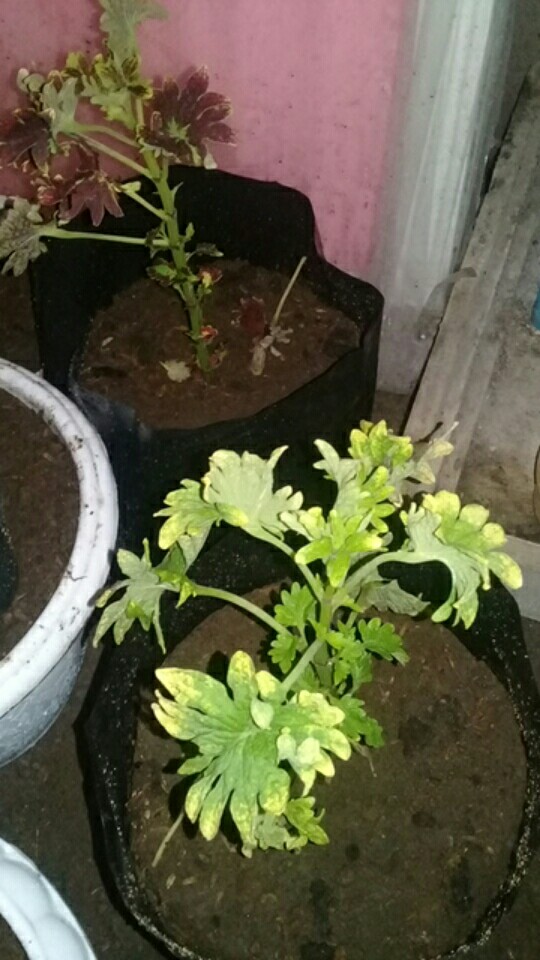 Miana Paketan (2 Warna/2jenis)